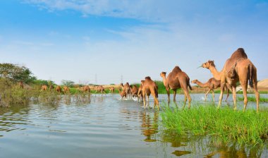 Jeddah 'daki çöldeki develer.