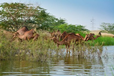 Çöldeki göl kıyısında ot yiyen develer.