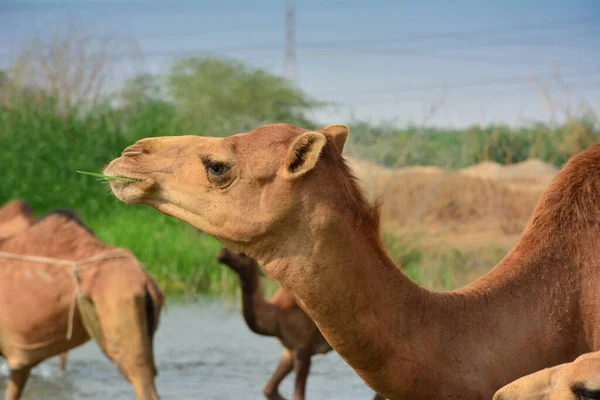 Camelos Lago Deserto Jeddah — Fotografia de Stock