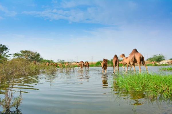 Καμήλες Στη Λίμνη Της Ερήμου Στη Τζέντα — Φωτογραφία Αρχείου