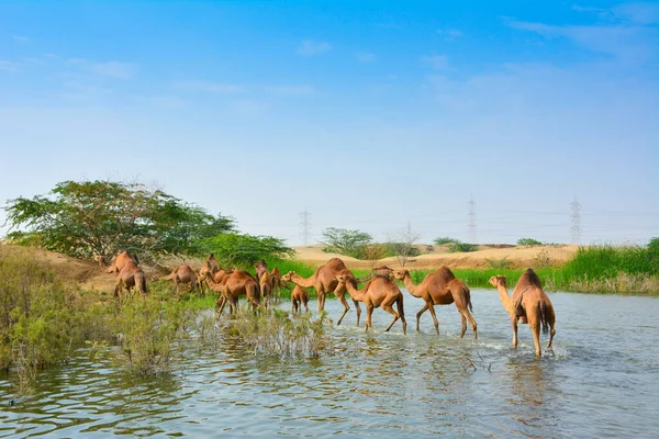 Camels Desert Lake Jeddah — Stock Photo, Image