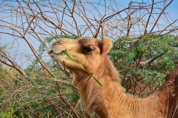 Chameau Manger Herbe Gros Plan — Photo