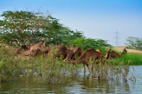 Camels Eating Grass Desert Lake Shore — Stock Photo, Image