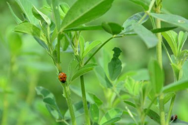 Yeşil Çimlerin Üzerinde Uğur Böceği