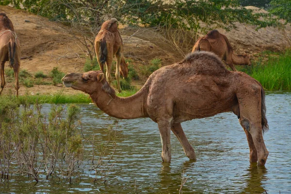 Camelos Lago Deserto Jeddah — Fotografia de Stock