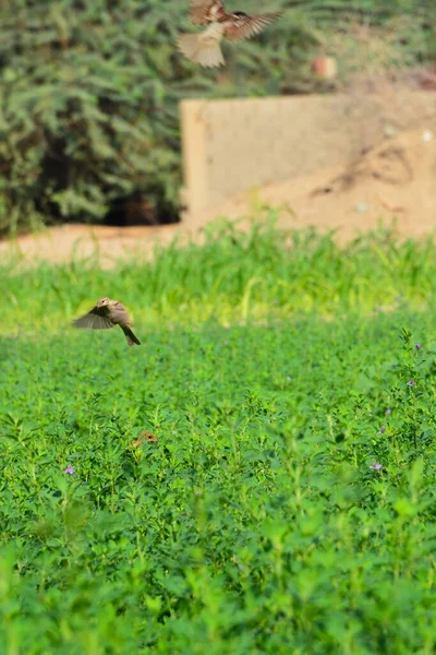 Flying Eurasian Tree Sparrow Passer Montanus Otoño Arabia Saudita — Foto de Stock