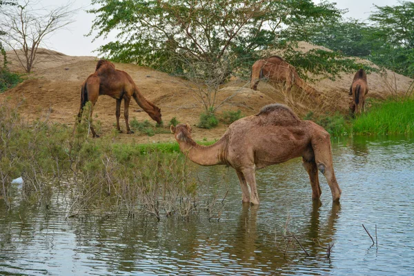 Camels Desert Lake Jeddah — Stock Photo, Image