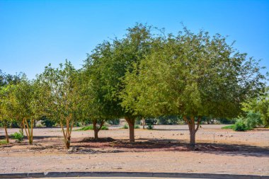 Ağaçlar, Yanbu, Suudi Arabistan