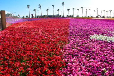 Yanbu çiçekli halı Suudi Arabistan 'ı gösteriyor.