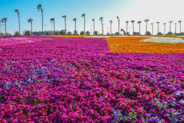 Yanbu çiçekli halı Suudi Arabistan 'ı gösteriyor.