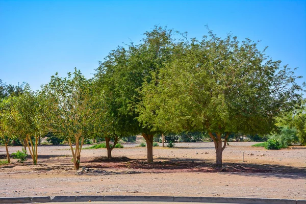 사우디 나무들 — 스톡 사진