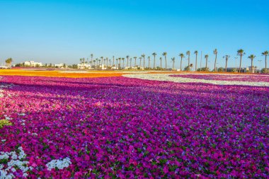 Yanbu çiçekli halı Suudi Arabistan 'ı gösteriyor.