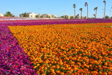 Yanbu çiçekli halı Suudi Arabistan 'ı gösteriyor.