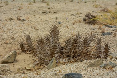 Jeddah 'da yabani bitki