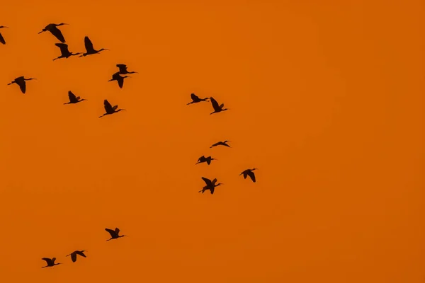 空を背景にした空飛ぶ鳥のシルエット — ストック写真