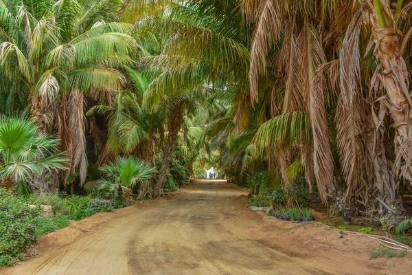 Camino Camino Plantación Cocoteros — Foto de Stock