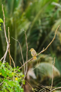 Jeddah, Suudi Arabistan 'da serçe kuşları