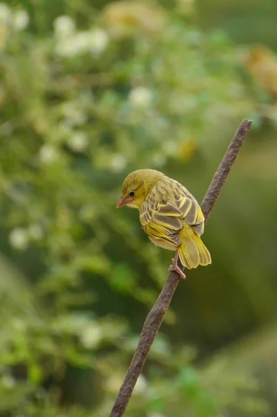 Oiseaux Moineaux Jeddah Arabie Saoudite — Photo