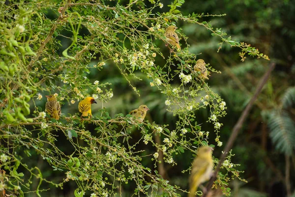 サウジアラビアのジェッダにある雀の鳥 — ストック写真