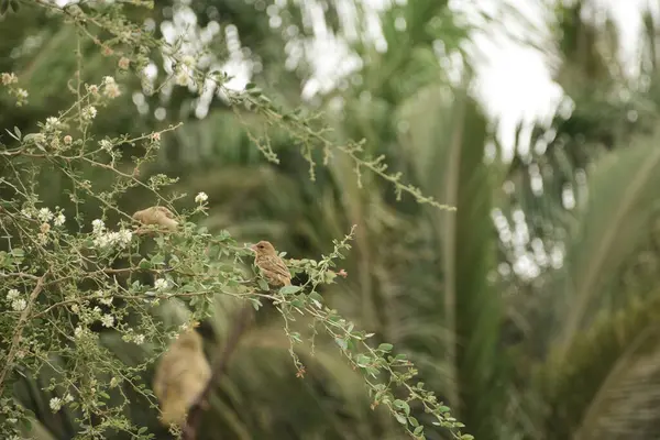 Jeddah, Suudi Arabistan 'da serçe kuşları 
