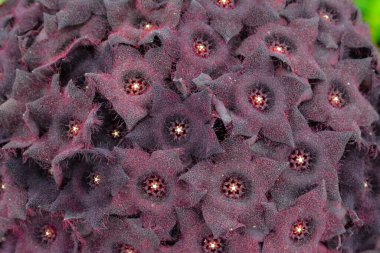 Güzel Hoya çiçeği, mor renk, tam çerçeve arkaplan dokusu duvar kağıdı