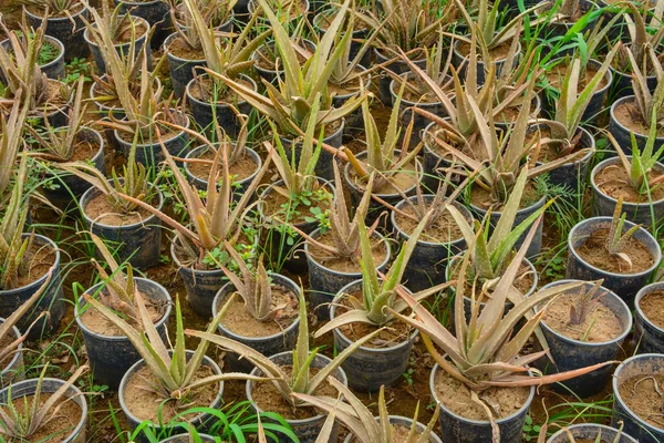 Aloe Vera Plantas Viveiro — Fotografia de Stock