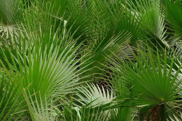 Folhas Palmeira Verde Fundo Moldado Completo Papel Parede — Fotografia de Stock