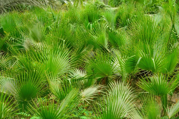 Folhas Palmeira Verde Fundo Moldado Completo Papel Parede — Fotografia de Stock