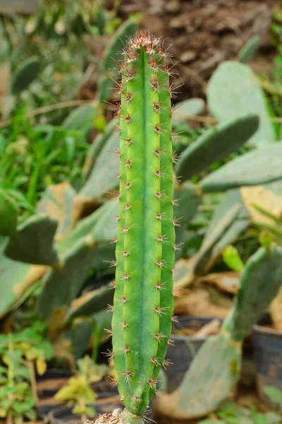 Instalação Cactos Berçário — Fotografia de Stock