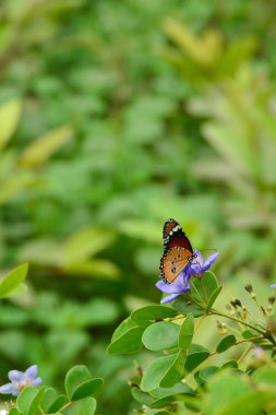 Yeşil yapraklı mavi ve beyaz çiçekli sade kaplan kelebeği