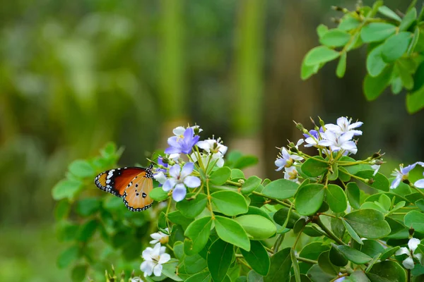 Plain Tiger Butterfly Blue White Flower Green Leaves Background — Stock Photo, Image