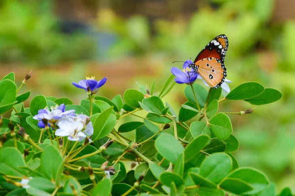 Plain Tiger Butterfly Blue White Flower Green Leaves Background — Stock Photo, Image