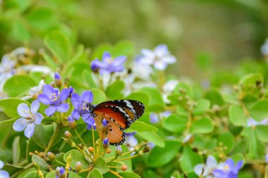 Yeşil yapraklı mavi ve beyaz çiçekli sade kaplan kelebeği