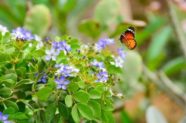 Yeşil yapraklı mavi ve beyaz çiçekli sade kaplan kelebeği