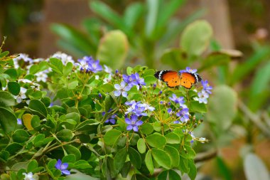 Yeşil yapraklı mavi ve beyaz çiçekli sade kaplan kelebeği