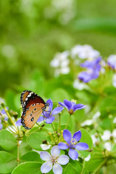 Borboleta Tigre Liso Flor Azul Branco Com Fundo Folhas Verdes — Fotografia de Stock