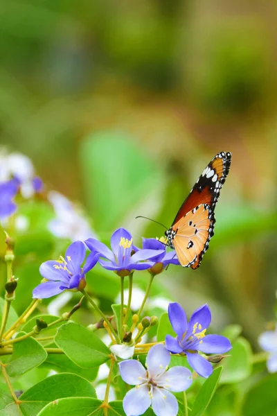 Borboleta Tigre Liso Flor Azul Branco Com Fundo Folhas Verdes — Fotografia de Stock