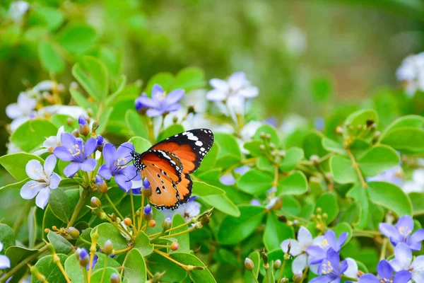 Borboleta Tigre Liso Flor Azul Branco Com Fundo Folhas Verdes — Fotografia de Stock