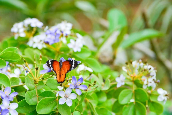 Plain Tiger Butterfly Blue White Flower Green Leaves Background — Stock Photo, Image