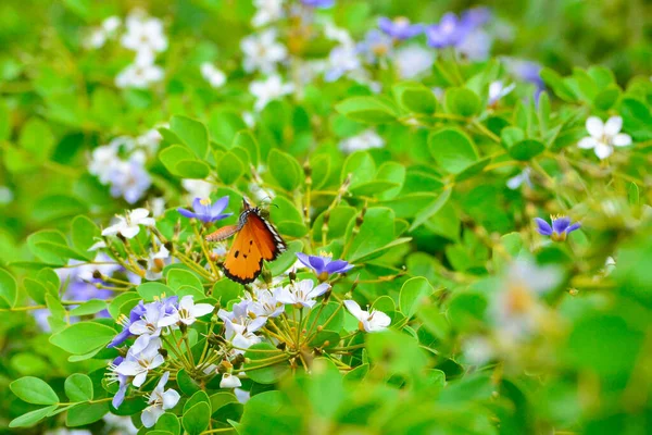 Plain Tiger Butterfly Blue White Flower Green Leaves Background — Stock Photo, Image