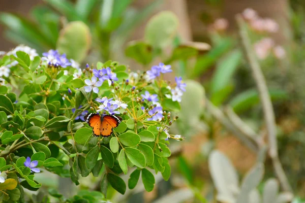 Borboleta Tigre Liso Flor Azul Branco Com Fundo Folhas Verdes — Fotografia de Stock