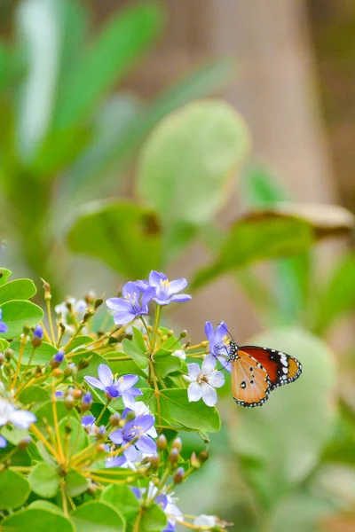 Plain Tygr Motýl Modrém Bílém Květu Zelenými Listy Pozadí — Stock fotografie