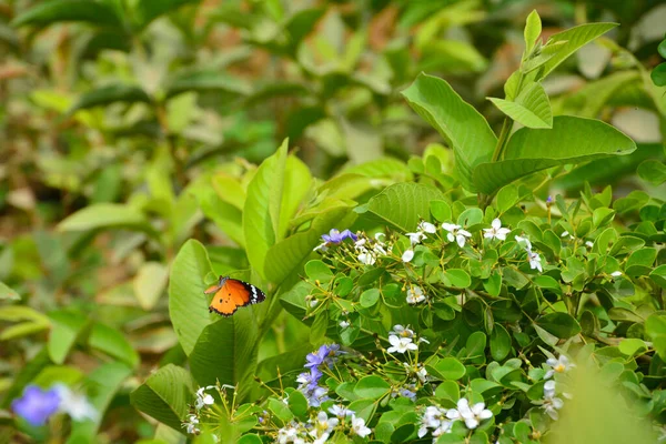 Borboleta Tigre Liso Flor Azul Branco Com Fundo Folhas Verdes — Fotografia de Stock