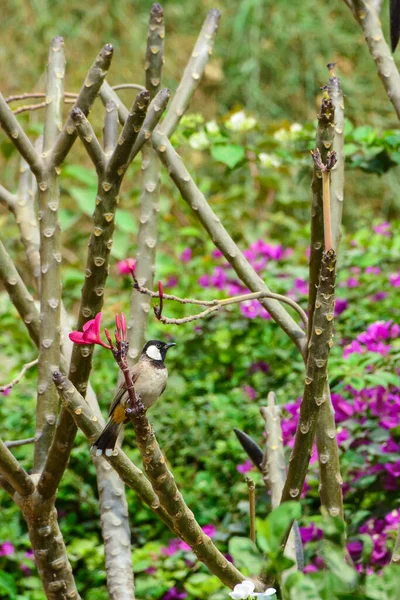 Çiçeklerle Tek Başına Oturan Kuş — Stok fotoğraf