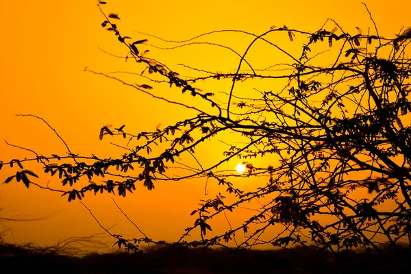 Nascer Sol Deserto Com Silhueta Árvore — Fotografia de Stock