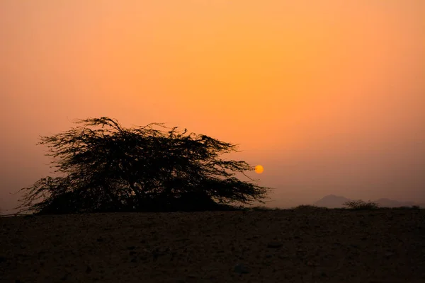 Lever Soleil Avec Arbre Silhouette — Photo