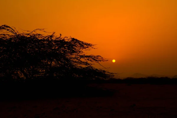 Amanecer Con Árbol Silueta —  Fotos de Stock