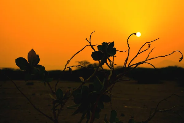Amaneceres Plantas Jeddah — Foto de Stock