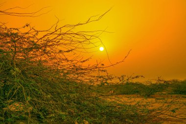 Çölde gün doğumları Ağaç siluetiyle