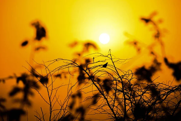 Oiseau Solitaire Assis Sur Arbre Silhouette Coucher Soleil Fond — Photo